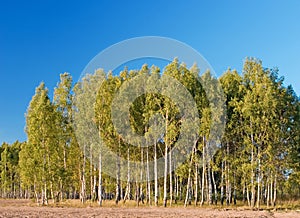 Birch with forest & blue sky at background