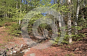 Birch forest in the Casentino Park Mountains Italy