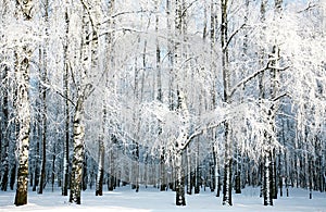 Birch forest with covered snow branches