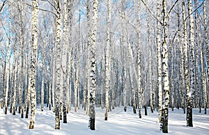 Birch forest with covered snow branches in sunlight