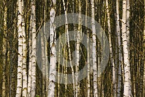 Birch forest detail