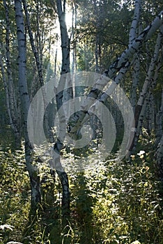 Birch forest early in the morning.