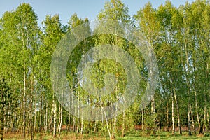 Birch forest in early spring