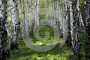 Birch forest in early spring. Birch grove with white birch trunks.