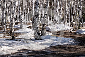 Birch forest in early spring. Early spring forest. the first warm days.