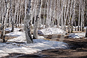 Birch forest in early spring. Early spring forest. the first warm days.