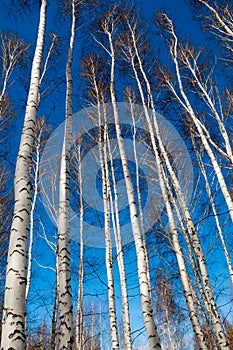 Birch forest in early spring. Early spring forest