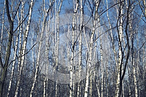 Birch forest in early spring
