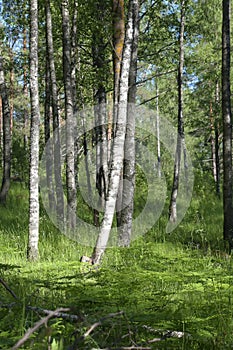 Birch forest in the early summer.