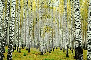 Birch forest, Ekaterinburg, Russia