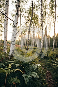 Birch forest with fern in small clearing photo