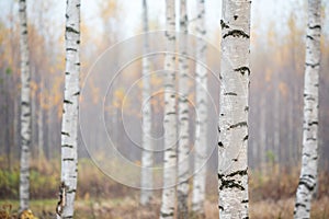 Birch forest in fog. Autumn landscape.