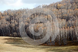 Birch forest, Inner Mongolia, China