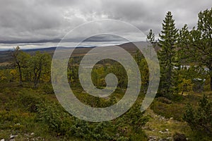 Birch forest with lake