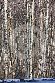 Birch forest in late autumn