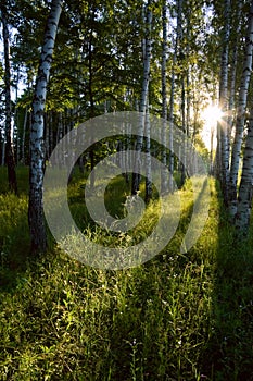 Birch forest in the morning