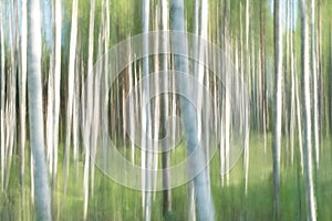 Birch forest in motion