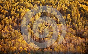 Birch forest on a mountainside in the light of the setting sun