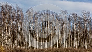 Birch forest on Pakri Peninsula, Paldiski, Estonia