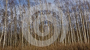 Birch forest on Pakri Peninsula, Paldiski, Estonia