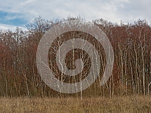 Birch forest on Pakri Peninsula, Paldiski, Estonia