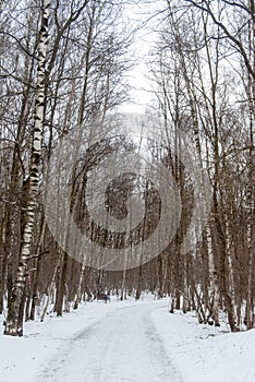 Birch forest