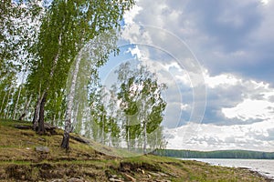 Birch forest on the river bank