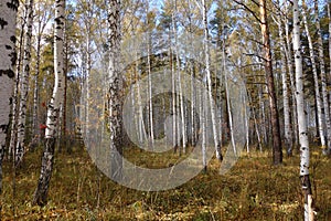 Birch forest