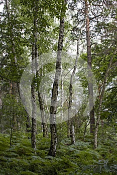 Birch forest in Sachsen Germany