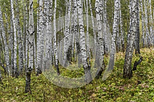 Birch Forest Siberia Fall