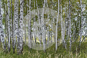 Birch Forest Siberia Fall Grass