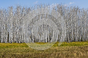 Birch Forest Siberia Graphic