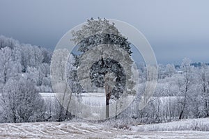 Birch forest and a single pine tree covered with frost and ice