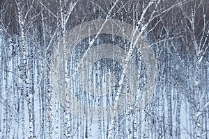 Birch forest in snow