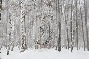 Birch forest in snow