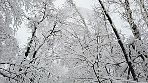 Birch forest in the snow. getting through winter forest trees. Inside there is a winter forest with snow-covered trees