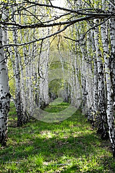 Birch forest in spring, birch grove in sunlight.