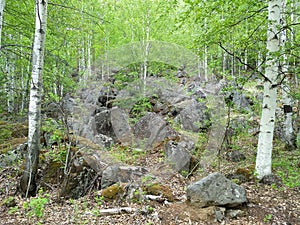 Birch forest. Stone blockages of the taiga. Impenetrable forest. Siberian patterns of nature, Irkutsk. Siberia