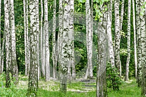 Birch forest in summer