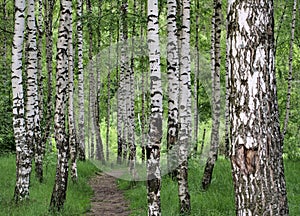 Birch Forest in Summer
