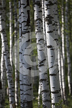 Birch forest in summer morning