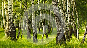 Birch forest while summer season