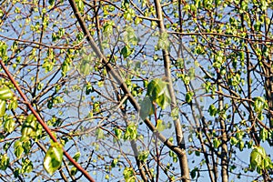 Birch forest in sunlight