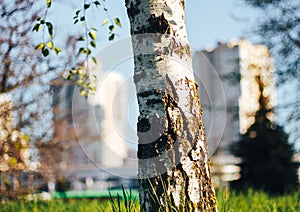 Birch forest in sunlight