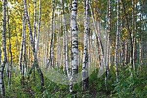 birch forest in sunlight in the morning