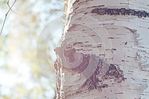 Birch forest in sunlight