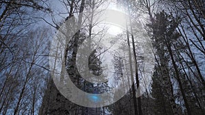 Birch forest in sunlight in the morning. Birch grove in autumn