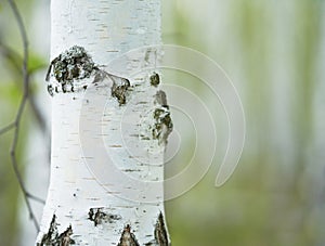 birch forest in sunlight in the morning on blur background with bokeh.