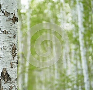 birch forest in sunlight in the morning on blur background with bokeh.