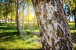 Birch forest in sunlight in the morning